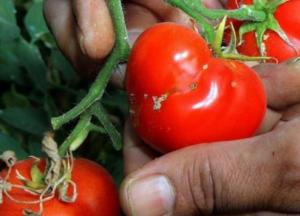 В Украину снова пытались ввезти зараженные томаты из Турции