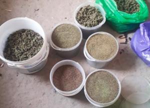 На Николаевщине у пенсионера нашли каннабиса на сумму более полумиллиона гривен (фото)