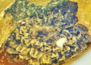 Найдены цветы, которые росли на Земле 100 млн лет назад