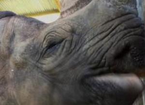 В Танзании умер старейший в мире носорог