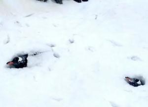 Пингвинов засыпало по шею: на станции Вернадский выпало более 2,5 метра снега