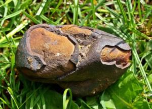 В Японии ученые обнаружили интересную находку