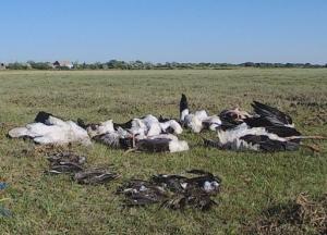В Одесской области град убил около 300 птиц