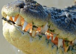 На популярном украинском курорте нашли останки крокодила (фото)