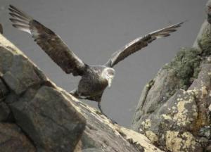 Биологи назвали самую большую птицу в мире 