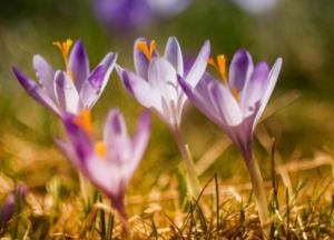 Прогноз погоды на 30 марта: весна несмелыми шагами идет в Украину