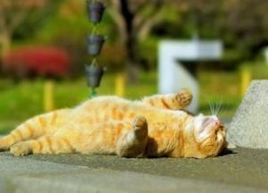 Прогноз погоды на 29 августа: тепло возвращается в Украину