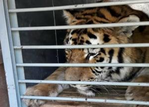 В одесский зоопарк из Николаева передали редкого амурского тигра