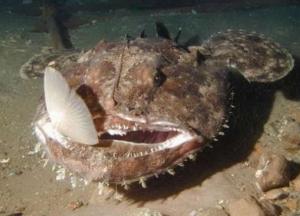 Ученые-океанологи обнаружили рыбу, которая передвигается "на ногах"