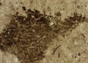 Ученые раскрыли тайну первых животных на Земле