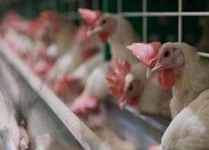 Казахстан ограничил ввоз мяса птицы из Украины