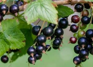 Медики назвали ягоду, которая нормализует сахар в крови