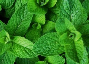 Врачи рассказали, кому нельзя есть мяту 