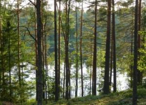 В Украине проведут инвентаризацию лесов