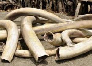 Археологи обнаружили в древней мастерской запасы слоновой кости 