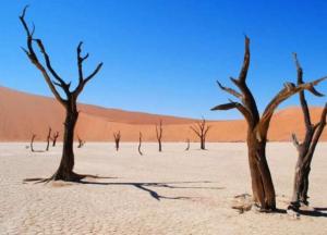 Ученые раскрыли загадку «ведьминых кругов» в Намибии