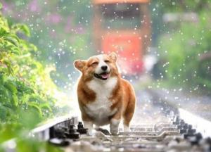 Прогноз погоды на 19 ноября: дождь и местами мокрый снег