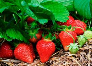 Медики рассказали, кому категорически противопоказана клубника
