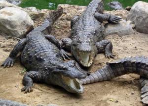 Могут скакать как лошади: ученые узнали о новых способностях крокодилов (видео)