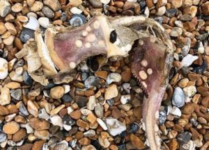 На побережье в США выбросило загадочное существо