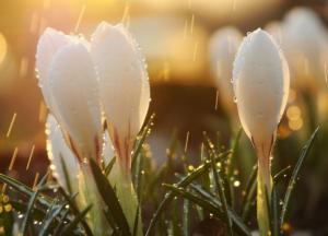 Снижение температуры и осадки: прогноз погоды в Украине на 19-25 апреля