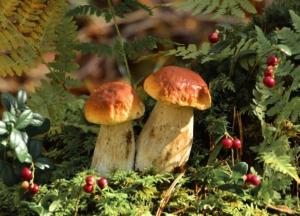 Названы продукты, способные накапливать радиацию