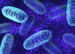 Ученые разгадали еще одну загадку нашей эволюции