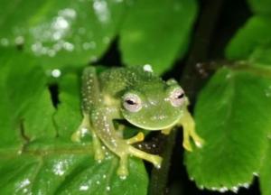 В Боливии нашли редкий вид "стеклянных" лягушек