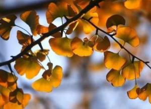 Ученые разгадали тайну тысячелетнего дерева