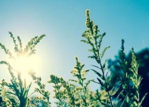 Прогноз погоды на 1 июня: лето начнется с жары