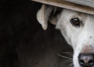 В России из собачьей будки украли более миллиона рублей