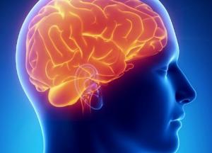 Названы вредные для мозга продукты