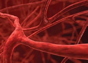 Врачи назвали лучшие способы сохранить сосуды здоровыми 