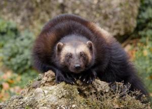 Геологи обнаружили останки росомахи гигантских размеров