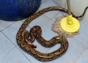 В Таиланде змея укусила женщину на унитазе
