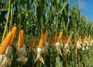 В Украине худший за пять лет урожай кукурузы