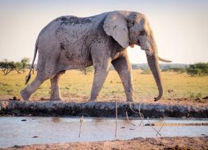 В Африке за месяц загадочно умерли сотни слонов