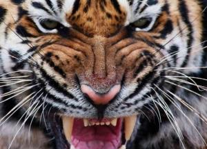 В оккупированном Крыму в зоопарке тигр откусил ребенку палец: фото