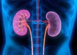 Медики назвали ранние симптомы заболеваний почек