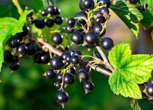 Медики рассказали, кому особенно полезно есть смородину