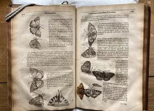 Между страницами книги обнаружили удивительную находку, которой 400 лет (фото)