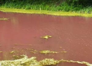 На Черниговщине водоем стал розовым по неизвестным причинам (фото)