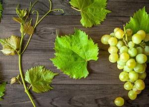 Названы полезные свойства винограда