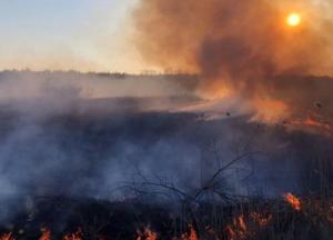 Огонь уничтожил около 5% заповедника в Чернобыльской зоне 