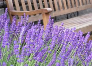 Эксперты назвали уникальные лечебные свойства лаванды
