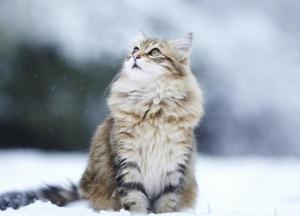 Прогноз погоды на 12 февраля: в Украине снова будет идти снег, на западе – до -12 градусов