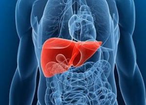 Эксперты назвали способы быстрой очистки печени