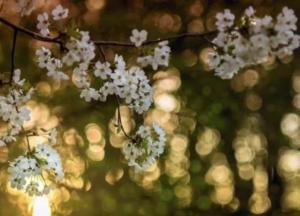 Прогноз погоды на 1 апреля: днем будет солнечно и тепло, а ночью – мороз