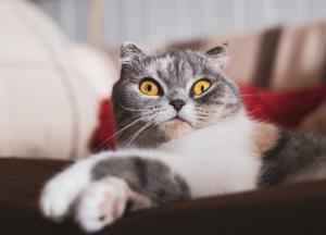 Прогноз погоды на 14 ноября: Украину ждут первые снегопады