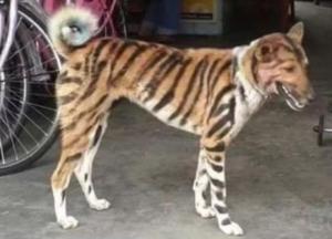 Фермер из Индии перекрасил свою собаку в тигра, чтобы отпугивать обезьян (фото)